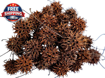 Sweet Gum Tree Seed Pods for Reptiles, Amphibians, Isopds, Terrarium, Bioactive