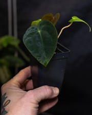 Anthurium 'Black Cherry' x dressleri 'Long' - collector's hyrbid -