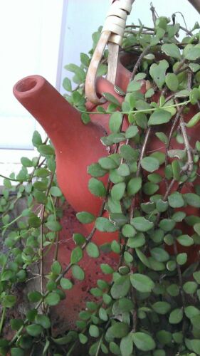Kalanchoe uniflora (drought, shade tolerant succulent / terrarium plant) - Picture 3 of 4