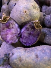 patate semina Viola Bergerac 40 Unità Tuberi Orto Bio Naturale Seme Sementi SEMI