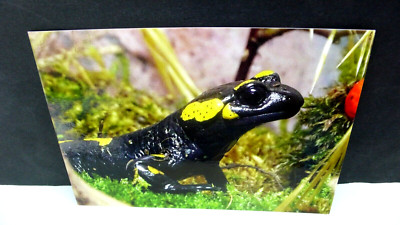 ANSICHTSKARTE FEUERSALAMANDER SALAMANDER ANIMAL CARD TIER KARTE AK ZOO LURCH !!!