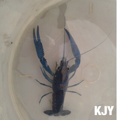 Live Large Male Electric Blue Crayfish – Freshwater Beginner Pet (2.5-4 Inches) US Bred