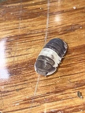 Dairy Cow Isopod 25 Count +, 2 Panda Kings  100 Springtails