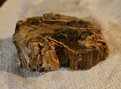Beautiful Petrified Wood Limb Cut, Shows Bark, Unique Coloring! Over 5 Oz