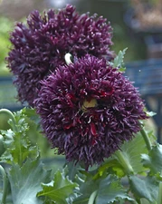 1,500 Double Black Peony Poppy Seeds - P. Somniferum - Almost Black Blooms!
