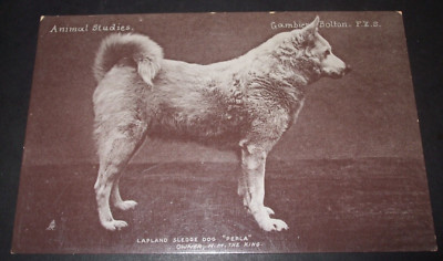 Alter Raphael Tuck Dogs Echtfoto LAPPLAND SCHLITTENHUND ''PERLA'' aus dem Besitz des Königs
