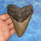 MEGALODON SHARK TOOTH 4.79” HUGE TEETH MEG SCUBA DIVER DIRECT FOSSIL NC 2383