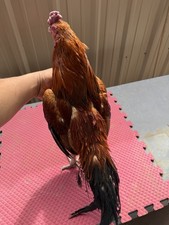 Live chicken poultry asil