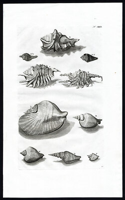 Antiker Druck-FAHRGESTELL-HARPAGO-SCHNECKENHAUS-WEICHTIERE-Rumphius-Merian-1741