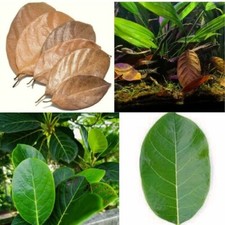 50g Dried JackFruit Leaves Ceylon Herbal Pure Natural Organic Fish Aquarium New