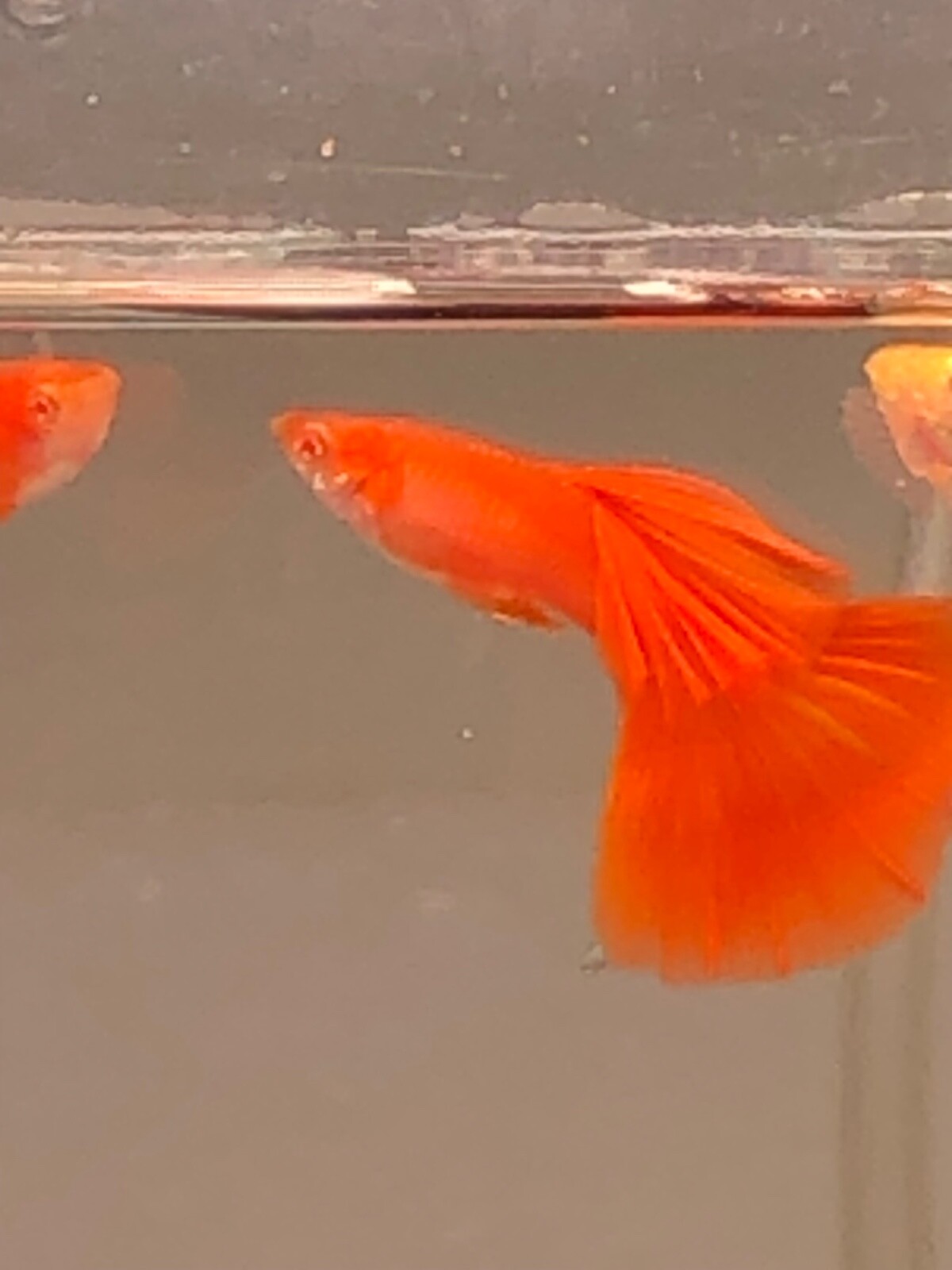 Albino full red high quality USA seller guppy live fish eBay