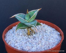 WALKING SANSEVIERIA SHORT LEAF pinguicula , rare snake plant succulent 4" pot