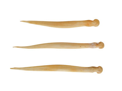 Three (3) Deer Needle Bones (1137-25) Y2L