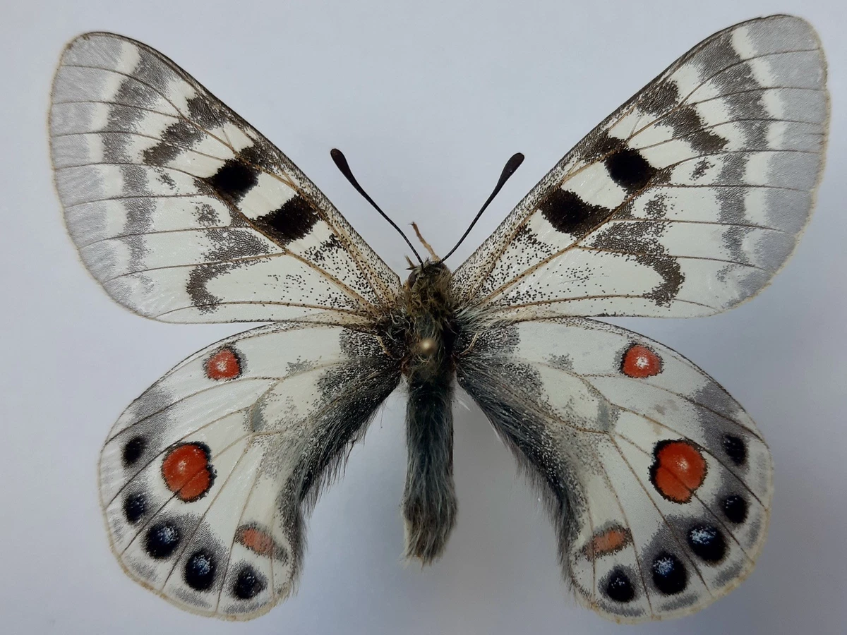 Parnassius Butterfly for sale | eBay