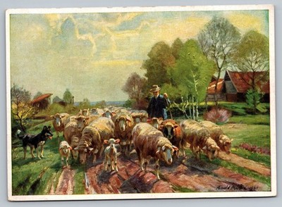 Animal Farm Scene Sheep Herder  Belgian Artist Postcard Art