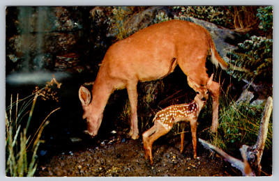 Eagle River Wisconsin Deer Fawn Nature Scene Postcard