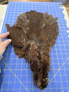 BL57 Partridge Wyndotte Hen Chicken Feathers Tail Body Pelt Skin