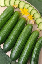 Cucumber Seed , Marketer Cucumber Seeds,"COOL BEANS N SPROUTS" Brand. Home Garde