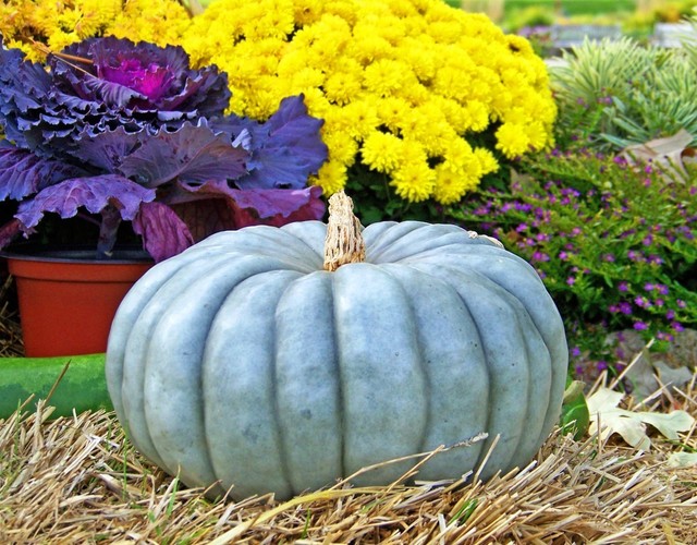 Seeds Rare Pumpkin Queensland Blue Giant Halloween Vegetable