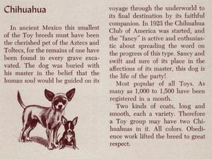 Chihuahua - CUSTOM MATTED - Vintage Dog Art Print - 1954 M. Dennis