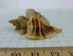Murex trialata, 52.7mm F++ California