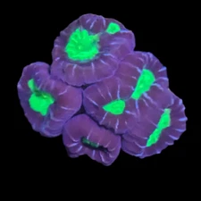 CE- Almost WYSIWYG - Purple Candycane Coral- Frag Live Coral Frag LPS SPS