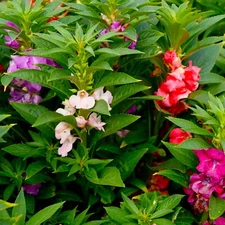 Beautiful Impatiens Seeds Bush Mixed 50 Seeds BUY 4 GET FREE  SHIPPING!!!!!