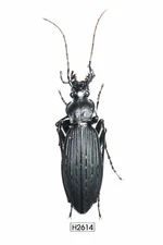 BEETLE, INSECT - H2614. Carabidae-RARE, SELDOM OFFER, VIETNAM