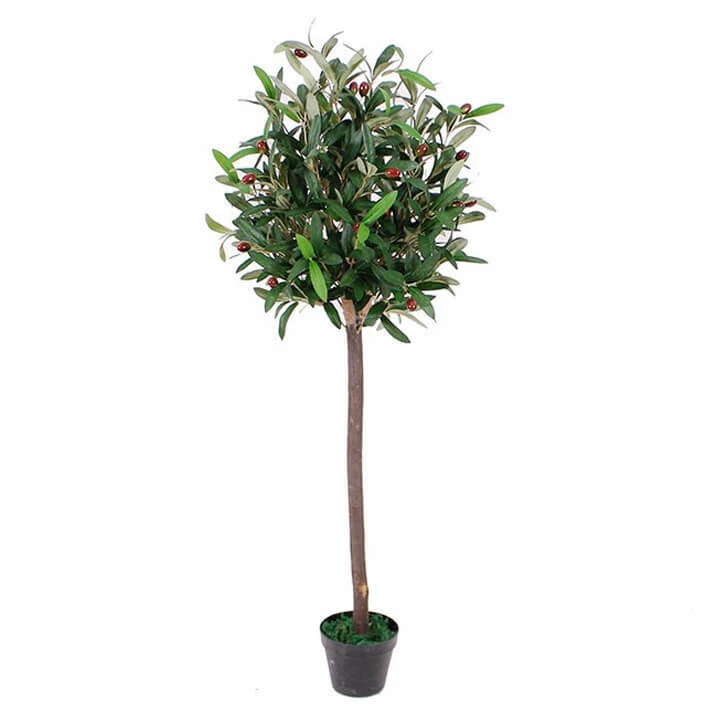 120cm Bay Olive Topiary - 7149