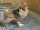 12+6 BUFF BRAHMA FERTILE HATCHING EGGS (LARGE BREED) — photo 9