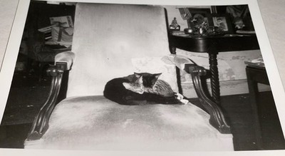 Vintage American Cuddling Pet Cats Snuggle Time Animal Cute Snapshot Photo Kitty
