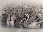 SYNES COLOR ENGRAVING 1848 BUFFOON ORNITHOLOGY B79