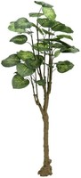 Europalms Pothosbaum, 150Cm