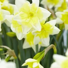 Prom Dance Daffodil Bulbs for Planting