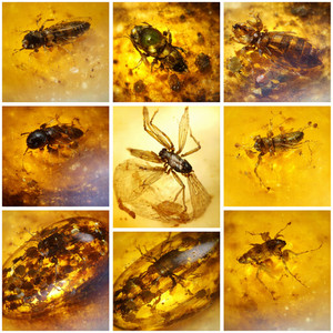 Exquisite Dominican Amber Collection with Rare Fossil Inclusions