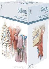 Sobotta Lernkartenpaket | Bräuer, Lars | Buch