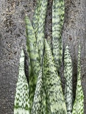 6 Sansevieria HAWAII GROWN Starter Leaf CUTTINGS Snake Plant Organic houseplant
