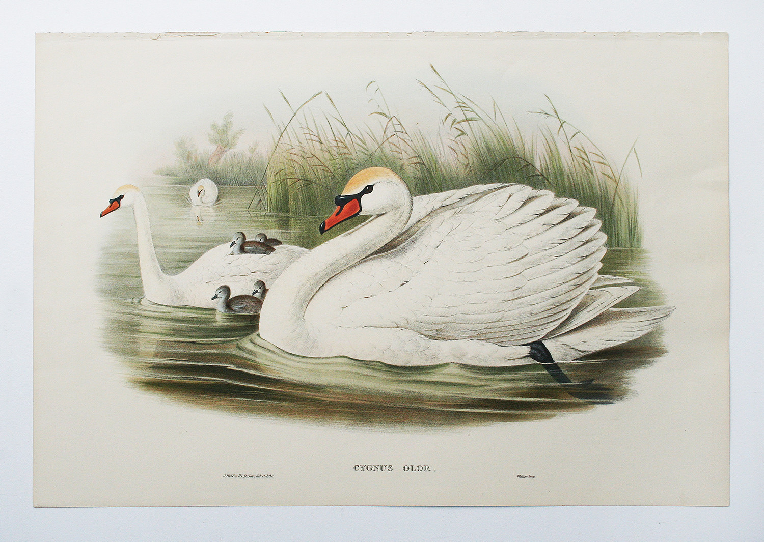 John Gould ORIGINAL Hand Colored Lithograph, Birds of Great Britain | eBay