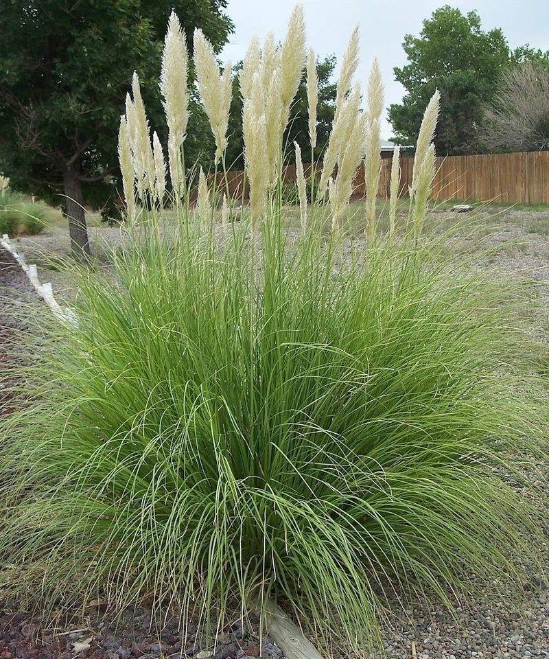 Cortaderia Pampas Grass White 1 Large Bare Root Plant Gardening Border Hardy Pla - Image 2 of 4