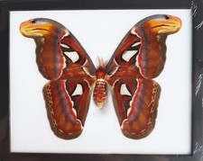 Real Giant Atlas Moth FeMale Taxidermy Insect Entomology  Wall Decor
