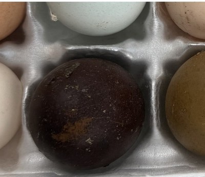 6  DARK Marans Chicken Hatching Eggs