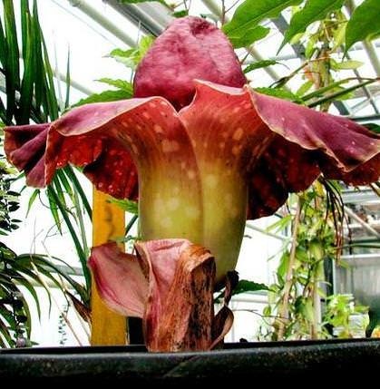 Elephant Yam (Amorphophallus paeoniifolius) - 3 germinated seeds - Bild 2 von 4