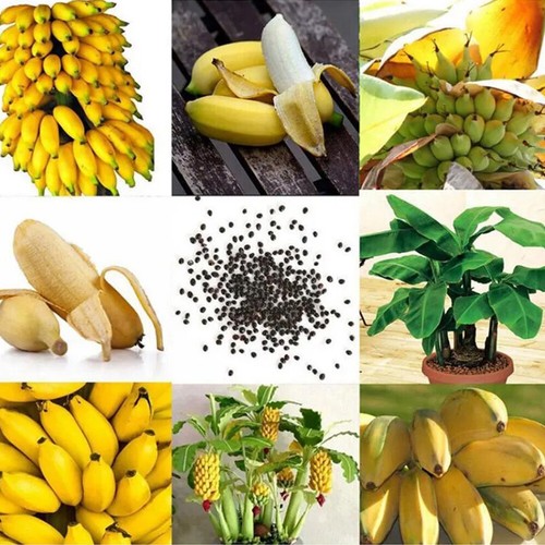 100pcs Garden Planting Exotic Rare Fruits Bonsai Plant Banana Tree Se-eds Garden - Picture 10 of 13