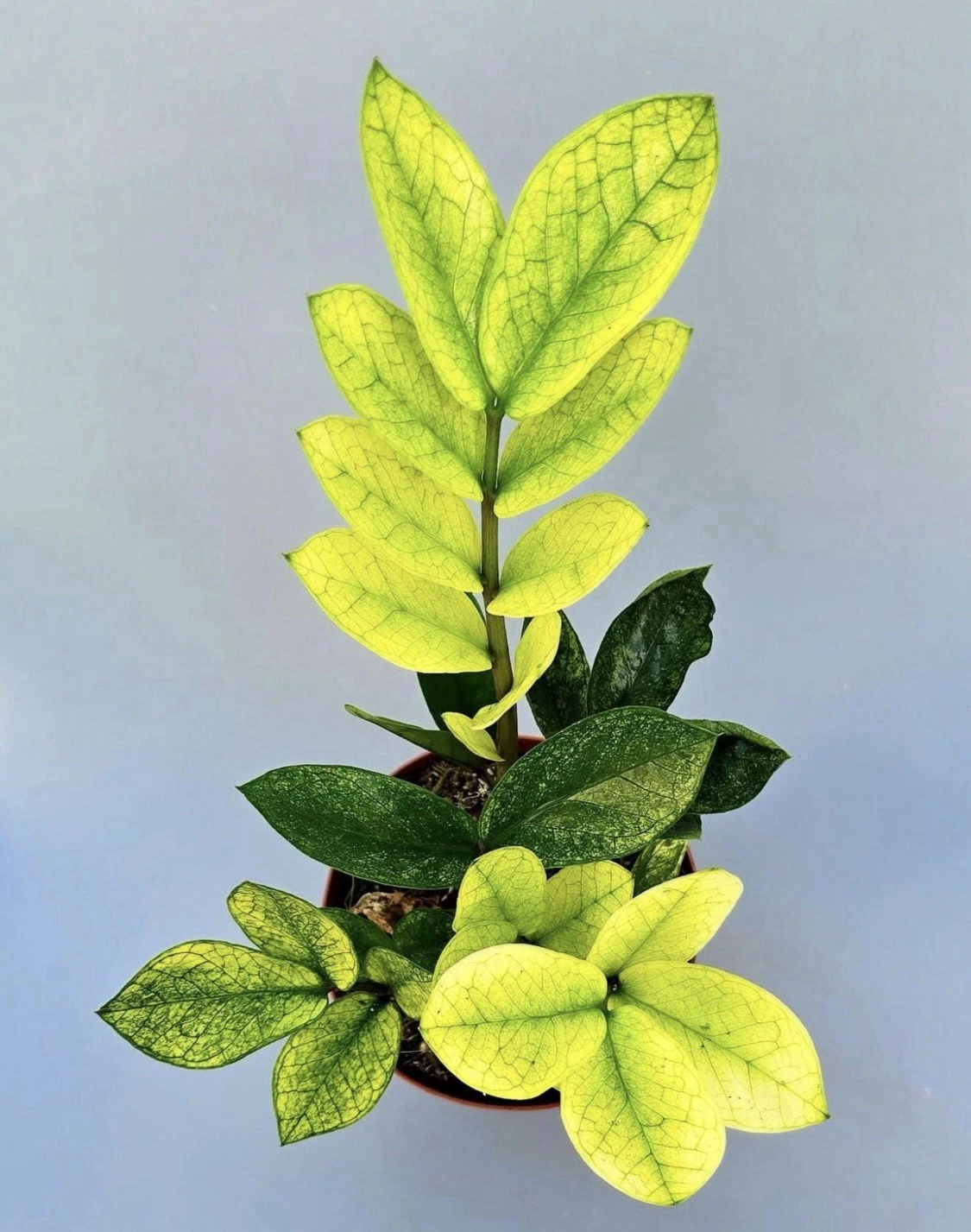 'Chameleon' (ZZ Plant)
