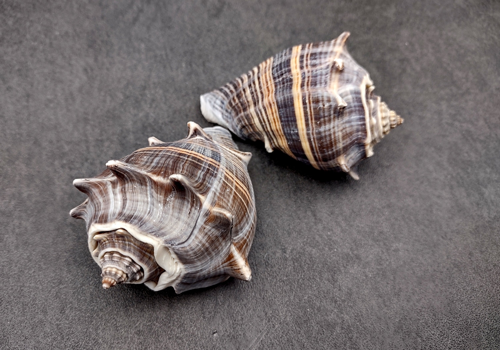 King Crown Conch Seashells Brown Striped Melongena (2 shells approx. 2 ...