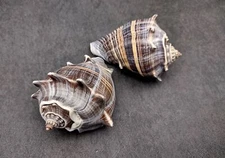 King Crown Conch Seashells Brown Striped Melongena (2 shells approx. 2+ inches)