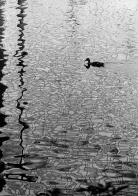 Prizewinning photograph taken German amateur photographer Karl- 1972 Old Photo