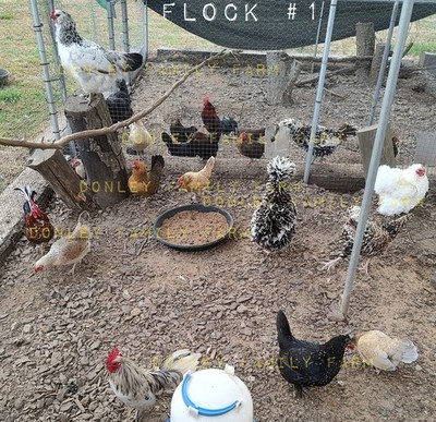 18 Bantam Assorted Breeds Hatching Eggs - Chances for Frizzle! Please Read!
