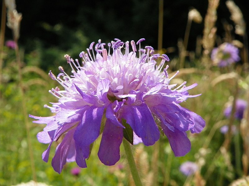 KNAUTIA, MIXED COLORS 100 SEEDS, RED, PINK, LAVENDER, PERENNIAL *EZ TO ...