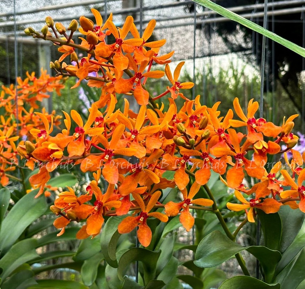 Renanthera Suwannaphum Tangerine 